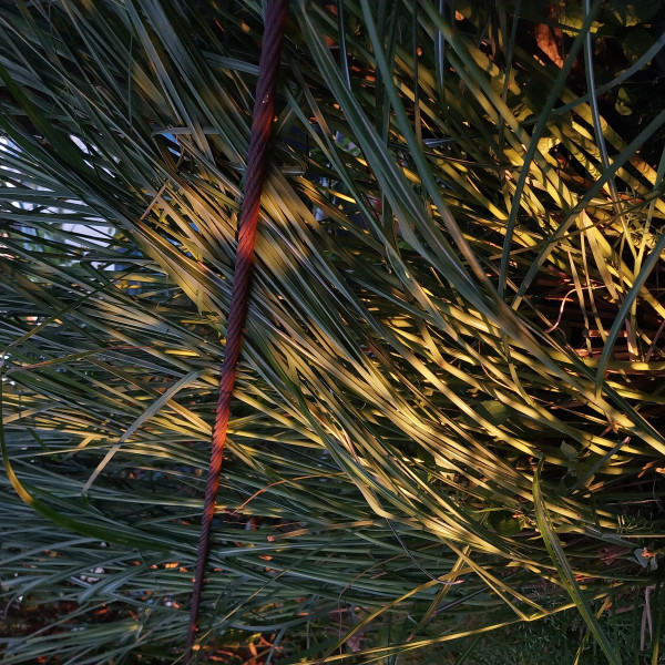 Grasses